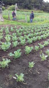 Growing produce at 10k feet!